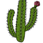 cactus, nature, desert plants-3871544.jpg